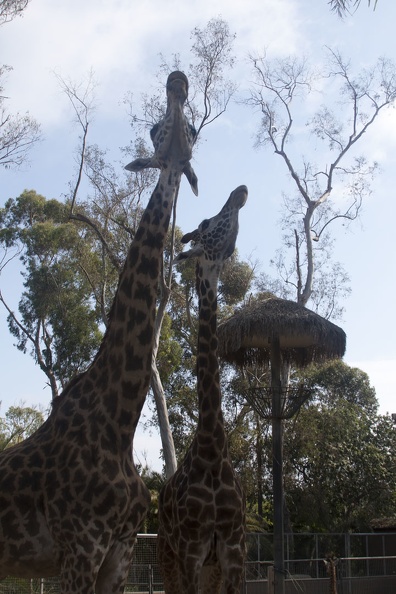 316-5553 San Diego Zoo - Giraffes.jpg